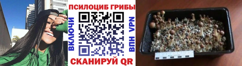 Купить закладки  Шелехов  Псилоцибиновые грибы Magic Shrooms 